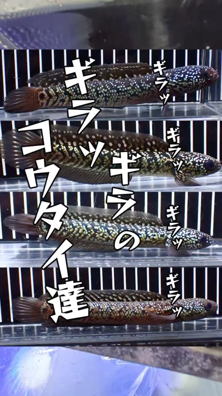 コウタイ '紅銀河雷龍'